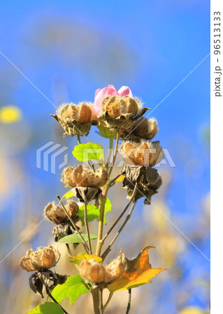 芙蓉(フヨウ)の実と種 芙蓉(フヨウ)の実と種 96513133