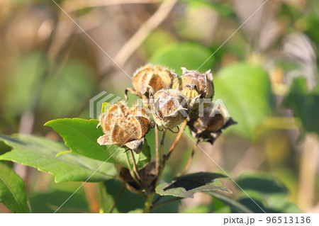 芙蓉（フヨウ）の実と種　 96513136