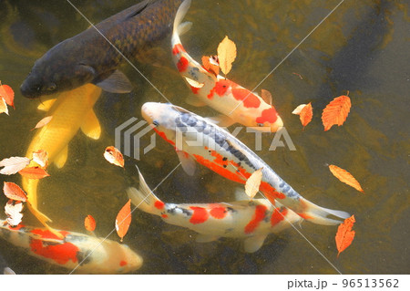 東渕江庭園（ひがしふちえていえん）の錦鯉 96513562