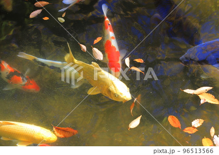 東渕江庭園（ひがしふちえていえん）の錦鯉 96513566