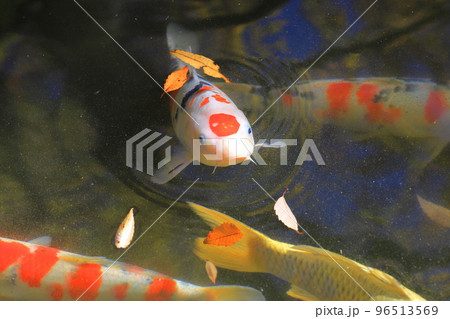 東渕江庭園(ひがしふちえていえん)の錦鯉 東渕江庭園(ひがしふちえていえん)の錦鯉 96513569