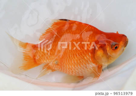 金魚：越後玉サバ（新潟県産） 96513979