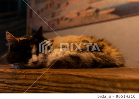 ひとやすみねこ 96514210