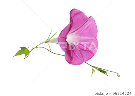 紫色の朝顔の花、白バック 96514324
