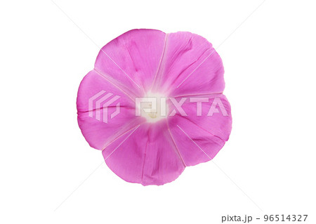 紫色の朝顔の花、白バック 96514327