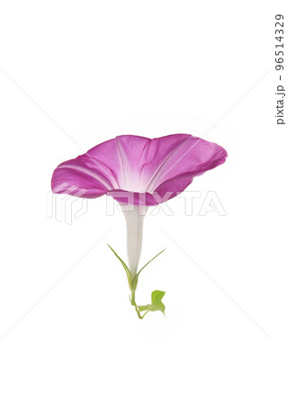 紫色の朝顔の花、白バック 96514329