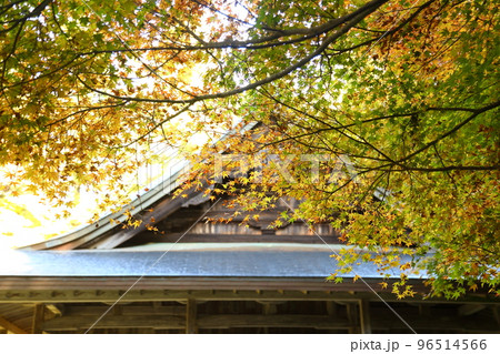 来迎院の紅葉 来迎院の紅葉 96514566