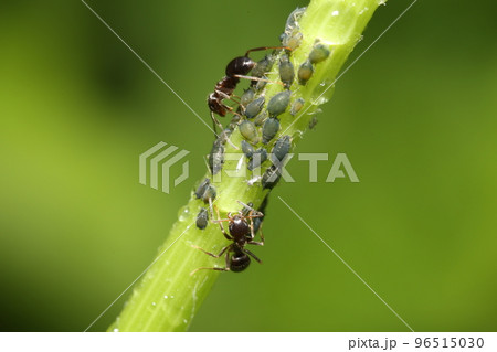 相利共生でアブラムシの所にやってきた、アリ 相利共生でアブラムシの所にやってきた、アリ 96515030