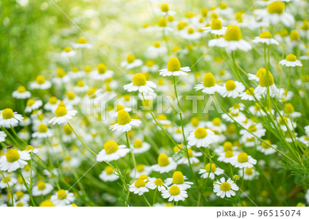 可愛らしいカモミールの花 96515074