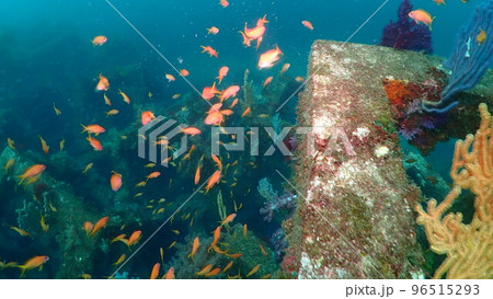 富戸の魚 96515293