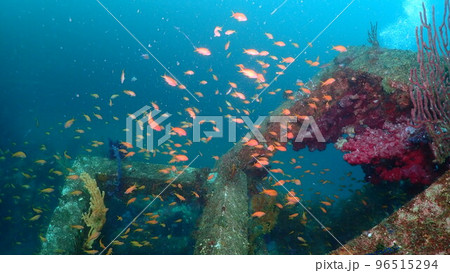 富戸の魚 96515294