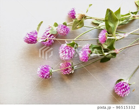 テーブルに置かれたピンクのセンニチコウの花 テーブルに置かれたピンクのセンニチコウの花 96515332