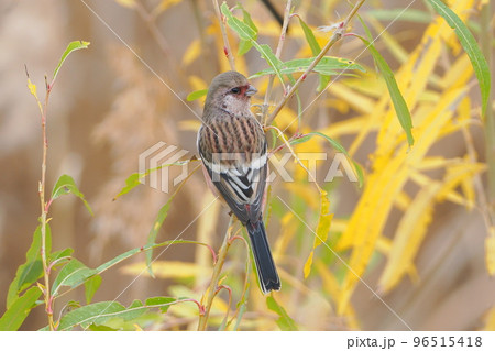 越冬地にやって来たベニマシコ 96515418