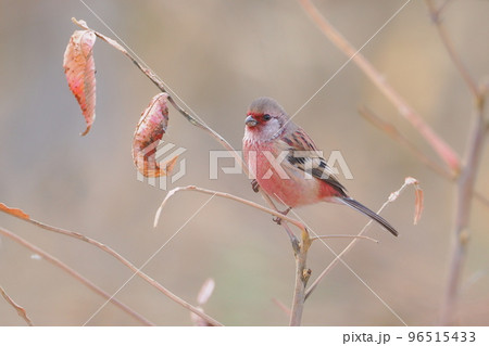 越冬地にやって来たベニマシコ 越冬地にやって来たベニマシコ 96515433