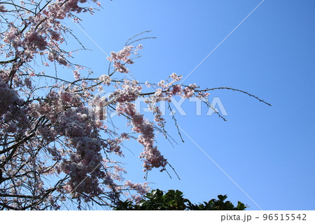 青空に映える満開の桜の花 青空に映える満開の桜の花 96515542