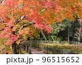 京都　山科疏水の紅葉 96515652