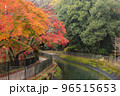 京都　山科疏水の紅葉 96515653