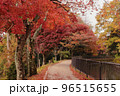 京都　山科疏水　遊歩道の紅葉 96515655