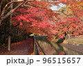 京都　山科疏水の紅葉 96515657