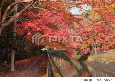 京都 山科疏水の紅葉 京都 山科疏水の紅葉 96515657
