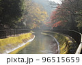 京都　秋の山科疏水の風景 96515659