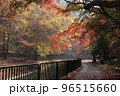 京都　山科疏水の紅葉 96515660