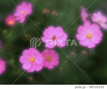 見頃を迎えたコスモス（1） 96516203
