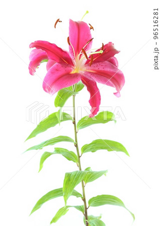 大輪のユリ　オリエンタルハイブリッド系　濃いピンク色の花　明るい背景 96516281