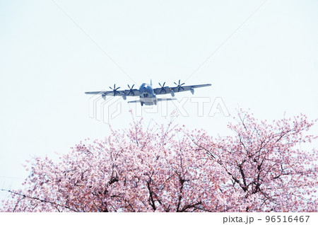 青空と桜の中を飛行する輸送機 青空と桜の中を飛行する輸送機 96516467