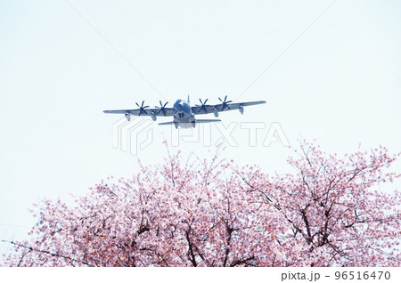 青空と桜の中を飛行する輸送機 青空と桜の中を飛行する輸送機 96516470
