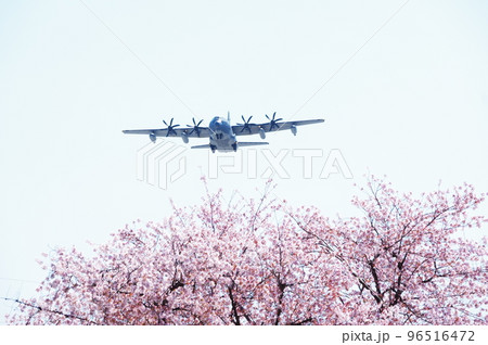 青空と桜の中を飛行する輸送機 青空と桜の中を飛行する輸送機 96516472