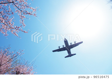 青空と桜の中を飛行する輸送機 96516475