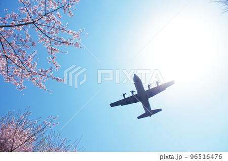 青空と桜の中を飛行する輸送機 96516476