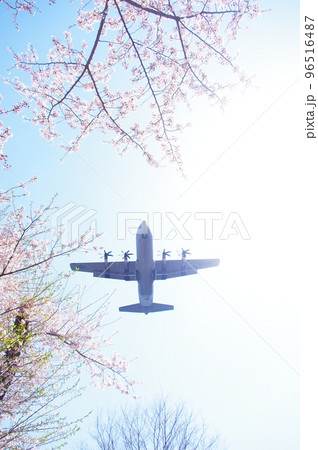 青空と桜の中を飛行する輸送機 96516487