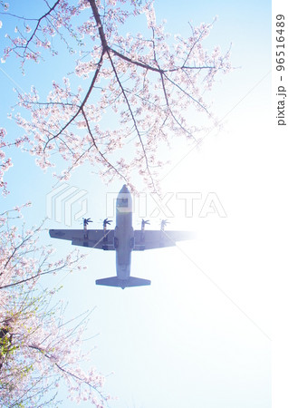 青空と桜の中を飛行する輸送機 青空と桜の中を飛行する輸送機 96516489