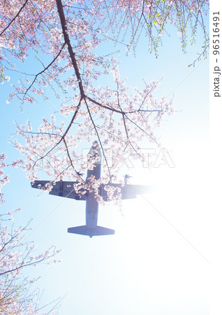 青空と桜の中を飛行する輸送機 青空と桜の中を飛行する輸送機 96516491