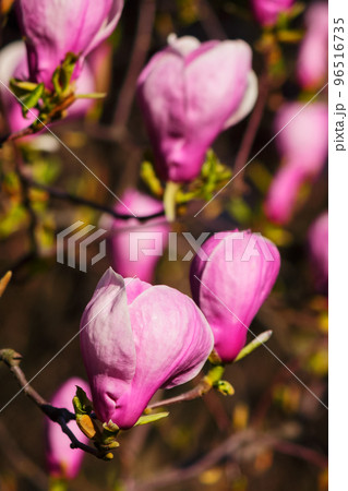 purple magnolia twig in full blossom. romantic floral background of a garden 96516735