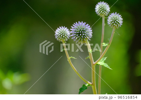 ヒゴダイ 96516854