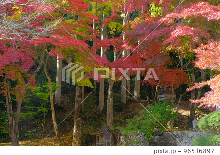 洞光寺丹波篠山 洞光寺丹波篠山 96516897
