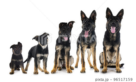 young german shepherds 96517159