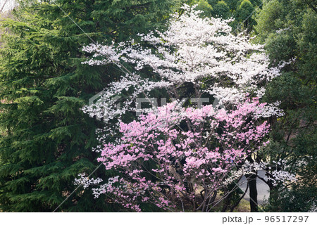 公園の満開の桜 公園の満開の桜 96517297