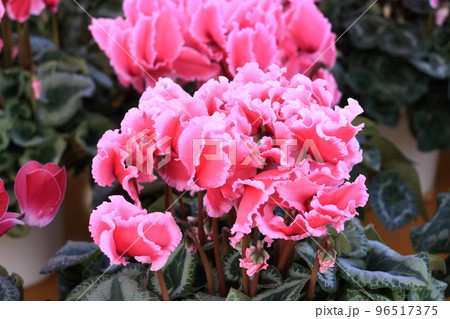 シクラメン　クリスマスフラワー　ガーデンシクラメン 96517375