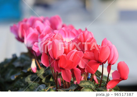 シクラメン　クリスマスフラワー　ガーデンシクラメン 96517387