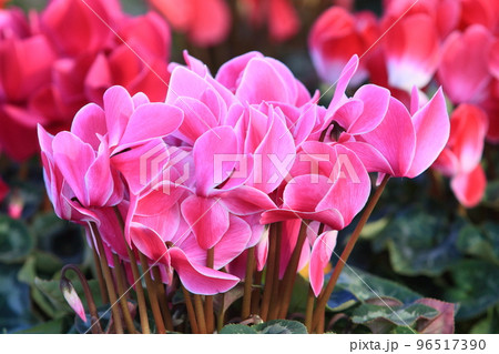 シクラメン　クリスマスフラワー　ガーデンシクラメン 96517390