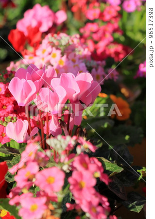 シクラメン　クリスマスフラワー　ガーデンシクラメン 96517398