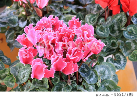 シクラメン クリスマスフラワー ガーデンシクラメン シクラメン クリスマスフラワー ガーデンシクラメン 96517399