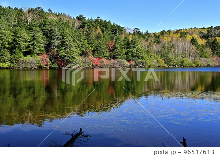 白駒の池に倒影する紅葉した湖畔の森 白駒の池に倒影する紅葉した湖畔の森 96517613