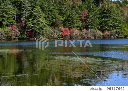 白駒の池に倒影する紅葉した湖畔の森 白駒の池に倒影する紅葉した湖畔の森 96517662