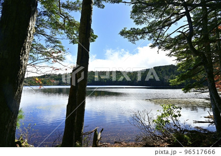 白駒の池に紅葉する湖畔の森 白駒の池に紅葉する湖畔の森 96517666