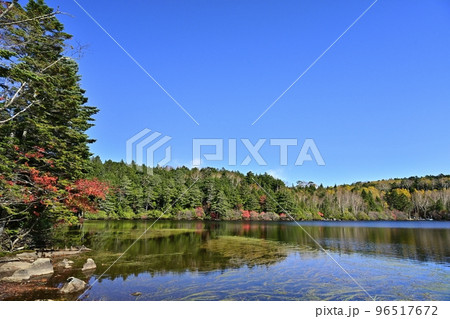 白駒の池に紅葉する湖畔の森とナナカマドの木 白駒の池に紅葉する湖畔の森とナナカマドの木 96517672